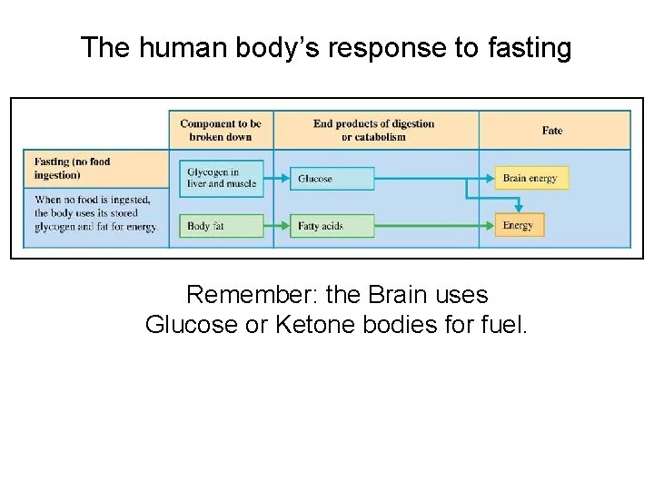 The human body’s response to fasting Remember: the Brain uses Glucose or Ketone bodies