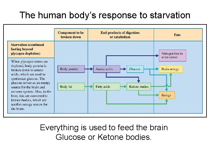 The human body’s response to starvation Everything is used to feed the brain Glucose