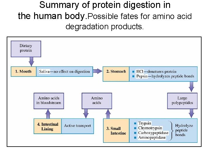 Summary of protein digestion in the human body. Possible fates for amino acid degradation