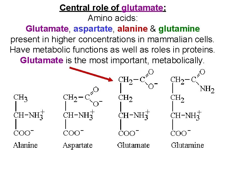 Central role of glutamate: Amino acids: Glutamate, aspartate, alanine & glutamine present in higher