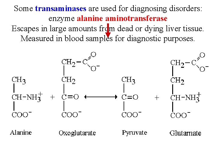 Some transaminases are used for diagnosing disorders: enzyme alanine aminotransferase Escapes in large amounts
