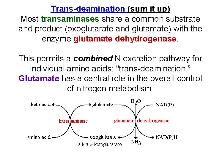 Trans-deamination (sum it up) Most transaminases share a common substrate and product (oxoglutarate and