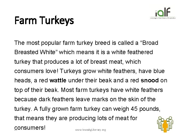 Farm Turkeys The most popular farm turkey breed is called a “Broad Breasted White”