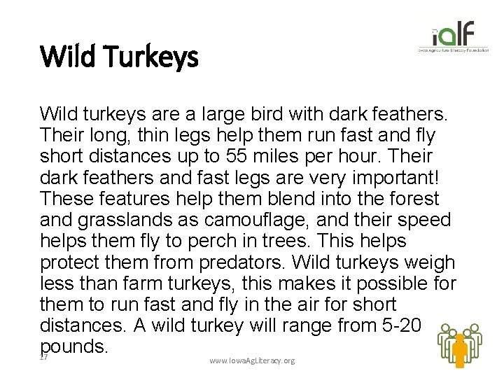 Wild Turkeys Wild turkeys are a large bird with dark feathers. Their long, thin