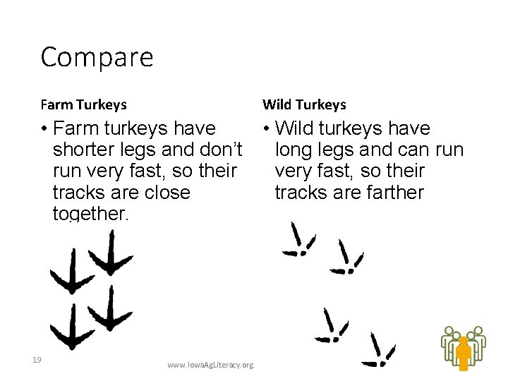 Compare Farm Turkeys Wild Turkeys • Farm turkeys have • Wild turkeys have shorter