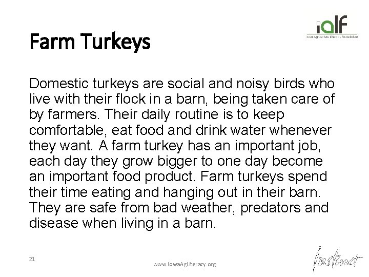 Farm Turkeys Domestic turkeys are social and noisy birds who live with their flock