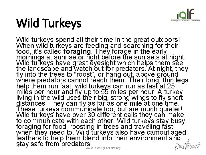 Wild Turkeys Wild turkeys spend all their time in the great outdoors! When wild