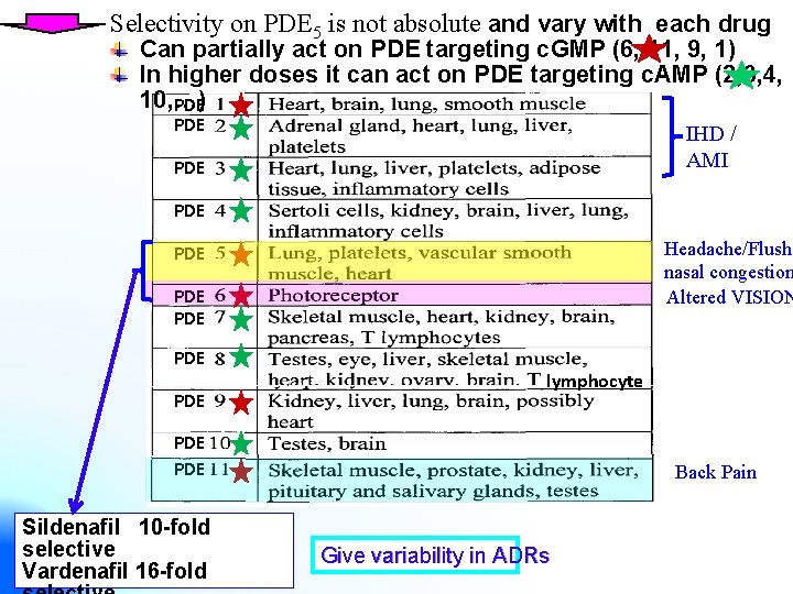 Selectivity on PDE 5 is not absolute and vary with each drug Can partially