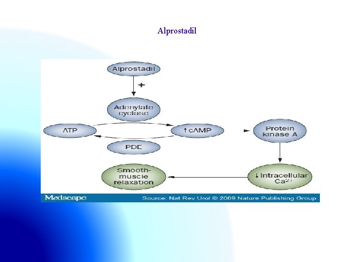  Alprostadil 