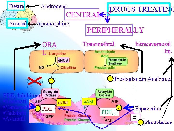 Desire Androgens Arousal Apomorphine DRUGS TREATING CENTRALLY PERIPHERALLY Transurethral ORA L + Nitrates +