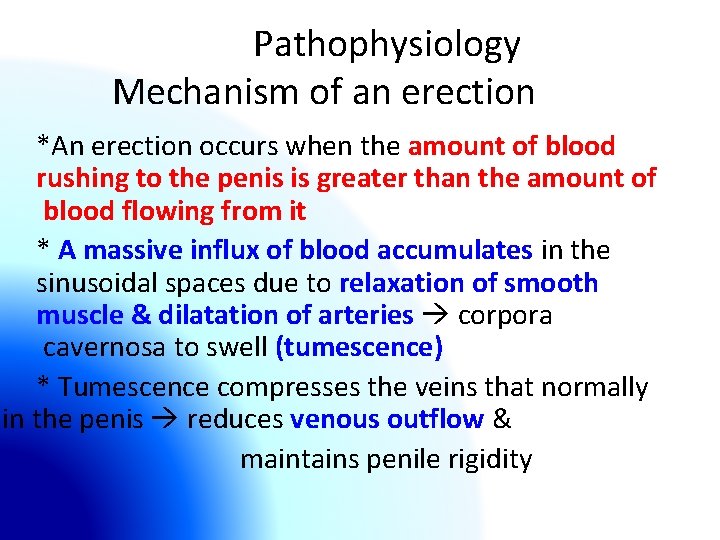 Pathophysiology Mechanism of an erection *An erection occurs when the amount of blood rushing