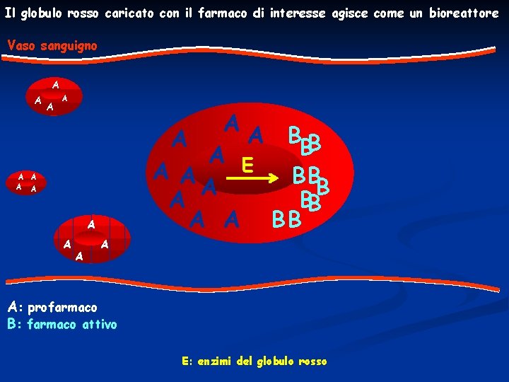 Il globulo rosso caricato con il farmaco di interesse agisce come un bioreattore Vaso