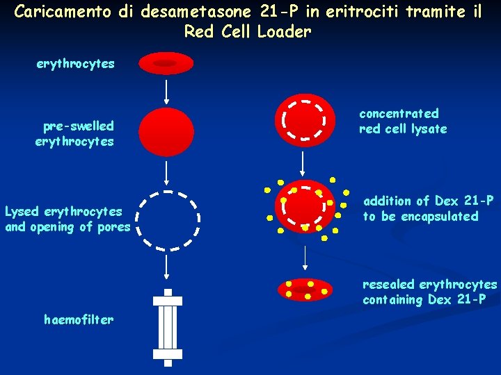 Caricamento di desametasone 21 -P in eritrociti tramite il Red Cell Loader erythrocytes pre-swelled