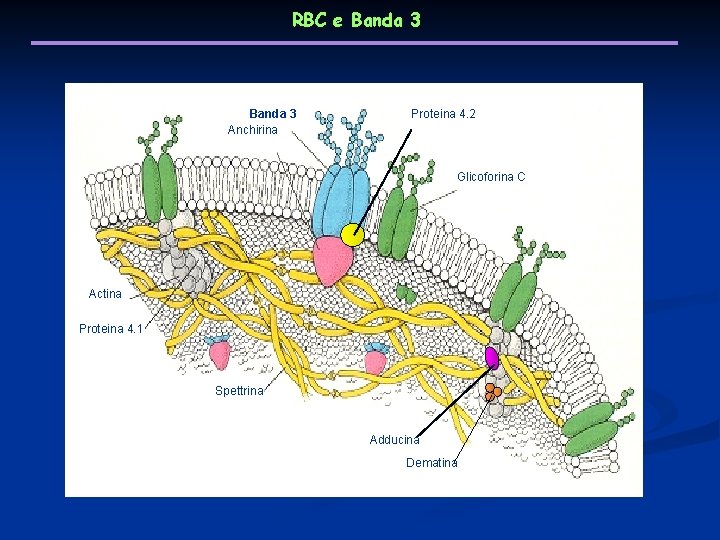 RBC e Banda 3 Anchirina Proteina 4. 2 Glicoforina C Actina Proteina 4. 1