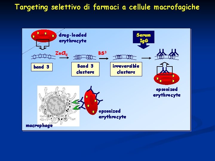 Targeting selettivo di farmaci a cellule macrofagiche drug-loaded erythrocyte Zn. Cl 2 band 3