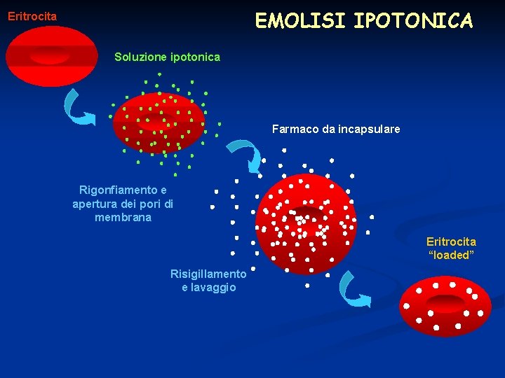 EMOLISI IPOTONICA Eritrocita Soluzione ipotonica Farmaco da incapsulare Rigonfiamento e apertura dei pori di