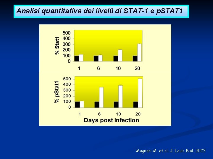 Analisi quantitativa dei livelli di STAT-1 e p. STAT 1 Magnani M. et al.