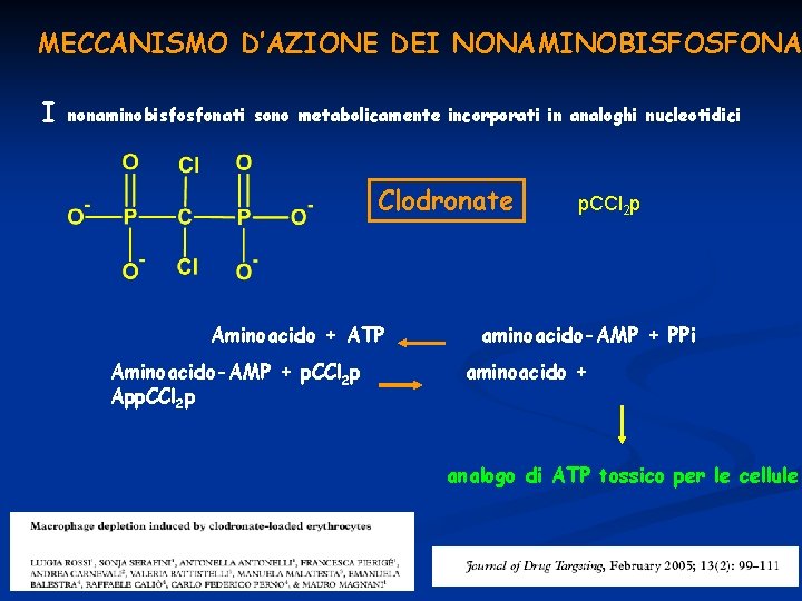 MECCANISMO D’AZIONE DEI NONAMINOBISFOSFONA I nonaminobisfosfonati sono metabolicamente incorporati in analoghi nucleotidici Clodronate Aminoacido