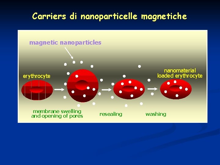 Carriers di nanoparticelle magnetiche magnetic nanoparticles nanomaterial loaded erythrocyte membrane swelling and opening of
