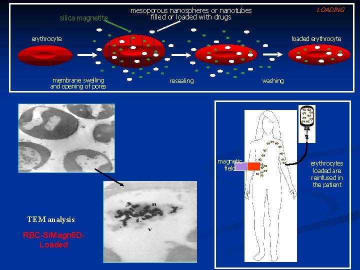 silica magnetite LOADING mesoporous nanospheres or nanotubes filled or loaded with drugs loaded erythrocyte