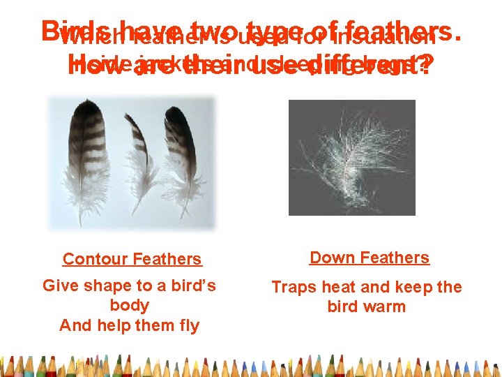 Birds two typefor ofinsulation feathers. Whichhave feather is used inside are jackets anduse sleeping