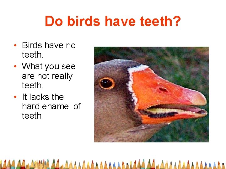 Do birds have teeth? • Birds have no teeth. • What you see are