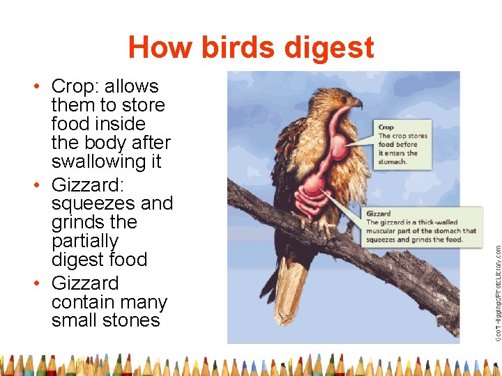 How birds digest • Crop: allows them to store food inside the body after