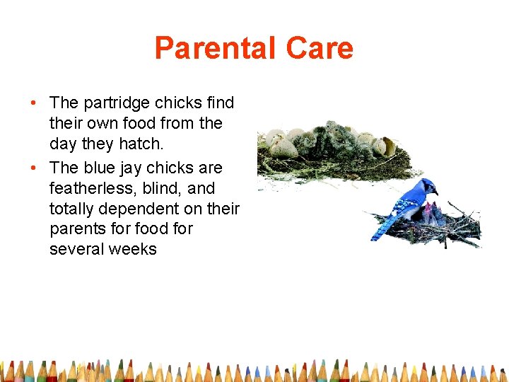 Parental Care • The partridge chicks find their own food from the day they