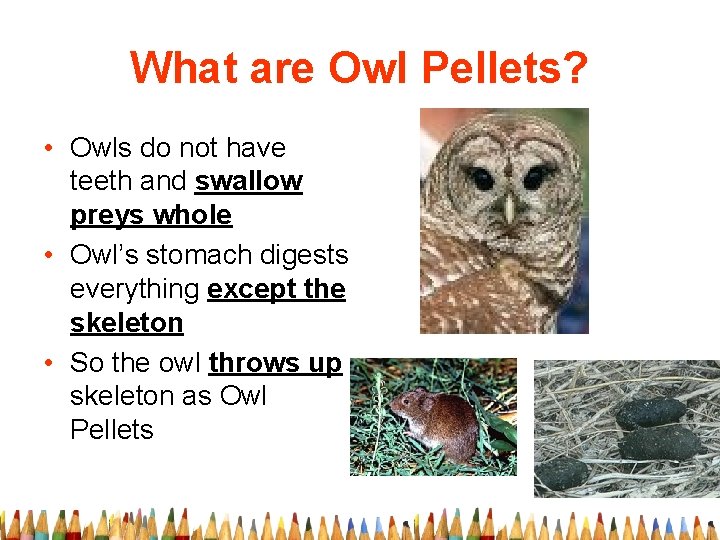 What are Owl Pellets? • Owls do not have teeth and swallow preys whole