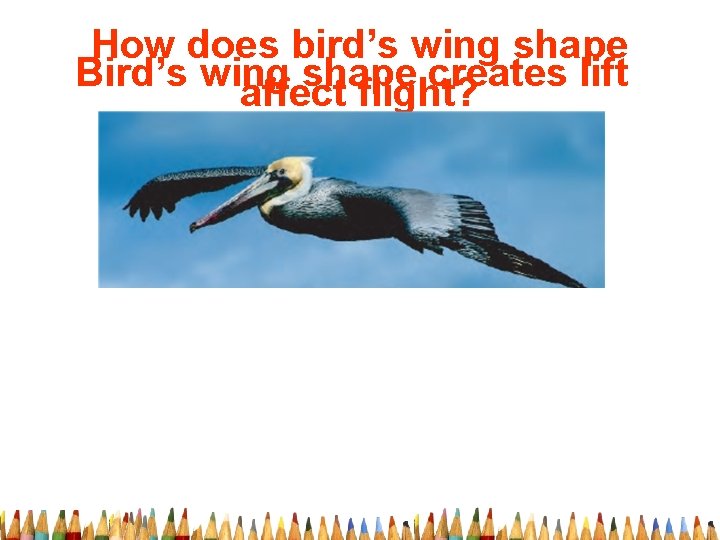 How does bird’s wing shape Bird’s wing shape creates lift affect flight? 