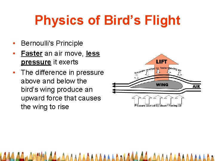 Physics of Bird’s Flight • Bernoulli's Principle • Faster an air move, less pressure