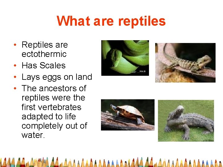 What are reptiles • Reptiles are ectothermic • Has Scales • Lays eggs on