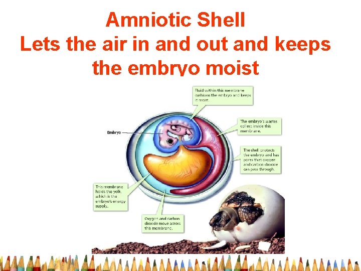 Amniotic Shell Lets the air in and out and keeps the embryo moist 