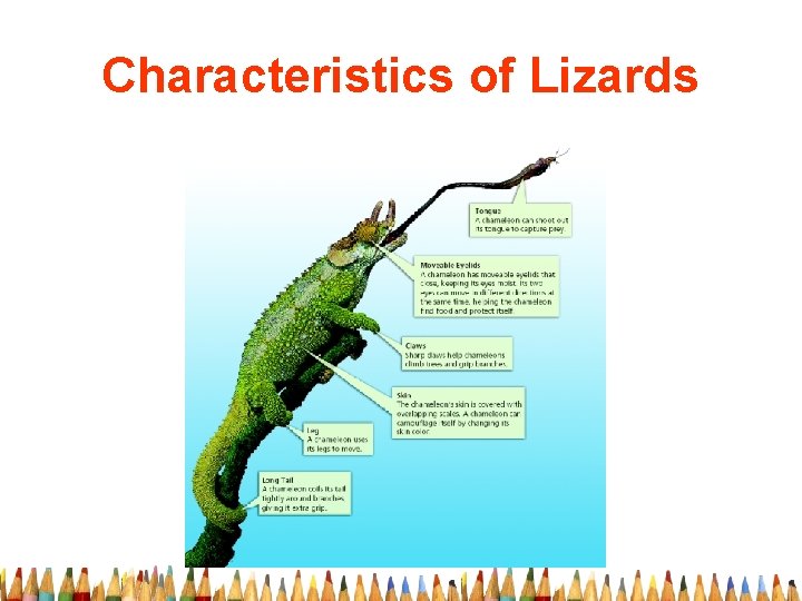 Characteristics of Lizards 