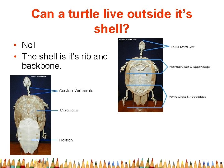 Can a turtle live outside it’s shell? • No! • The shell is it’s