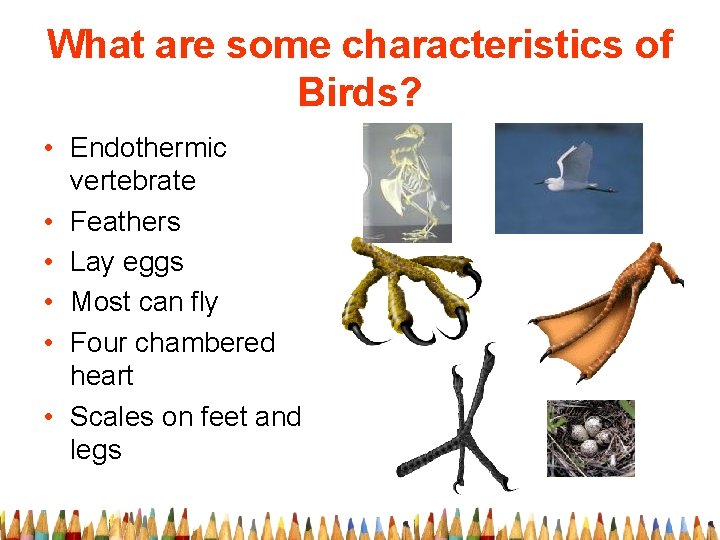 What are some characteristics of Birds? • Endothermic vertebrate • Feathers • Lay eggs