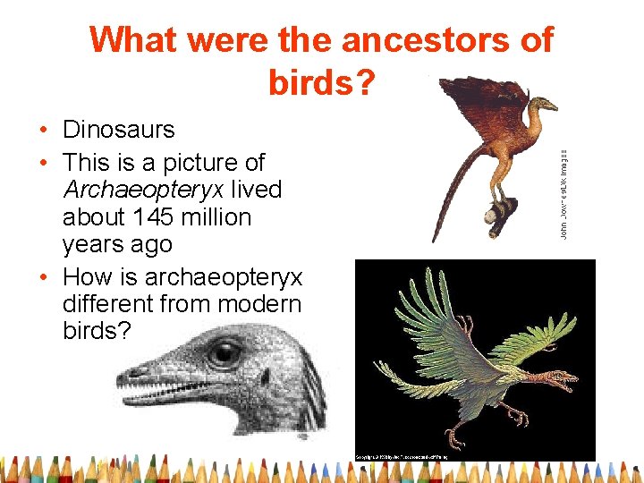 What were the ancestors of birds? • Dinosaurs • This is a picture of