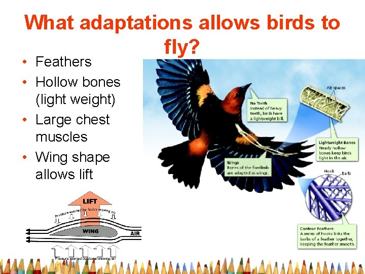 What adaptations allows birds to fly? • Feathers • Hollow bones (light weight) •