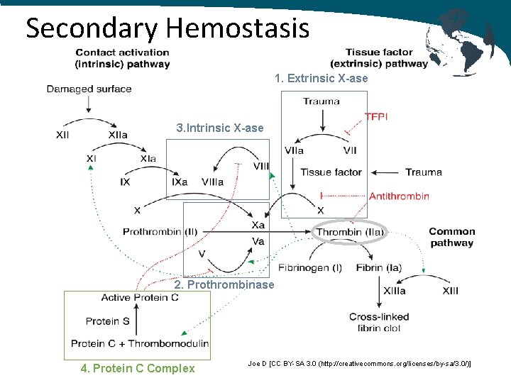 Secondary Hemostasis 1. Extrinsic X-ase 3. Intrinsic X-ase 2. Prothrombinase 4. Protein C Complex
