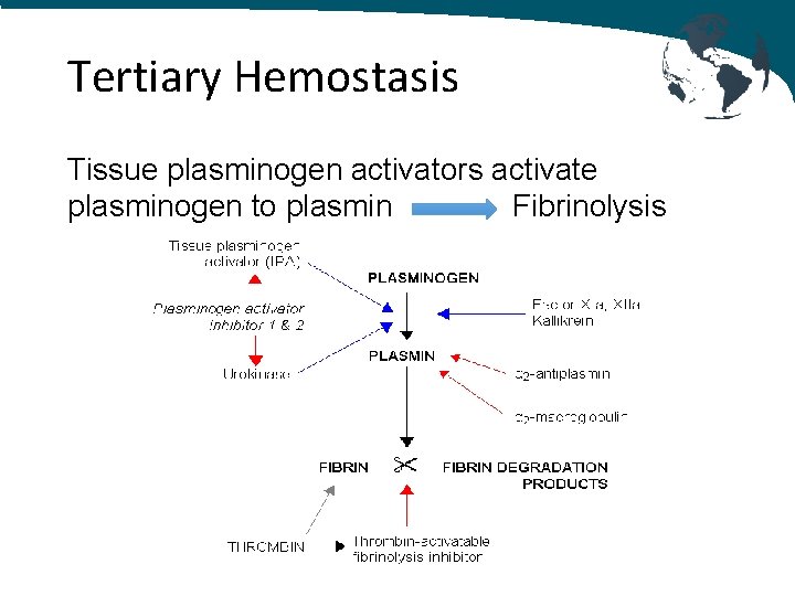 Tertiary Hemostasis Tissue plasminogen activators activate plasminogen to plasmin Fibrinolysis Tertiary Hemostasis Tissue plasminogen activators activate plasminogen to plasmin Fibrinolysis