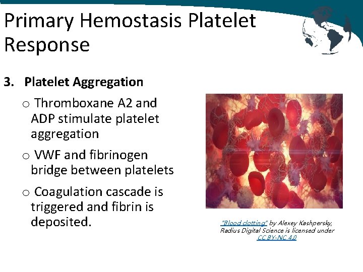 Primary Hemostasis Platelet Response 3. Platelet Aggregation o Thromboxane A 2 and ADP stimulate
