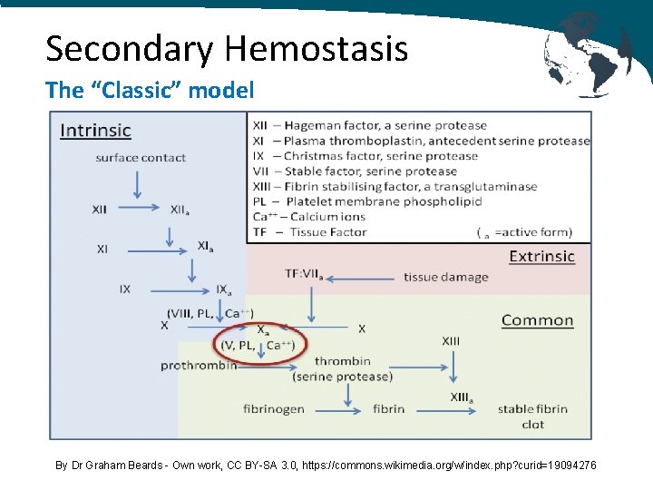 Secondary Hemostasis The “Classic” model By Dr Graham Beards - Own work, CC BY-SA