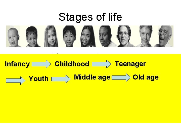 Stages of life Infancy Youth Childhood Middle age Teenager Old age 