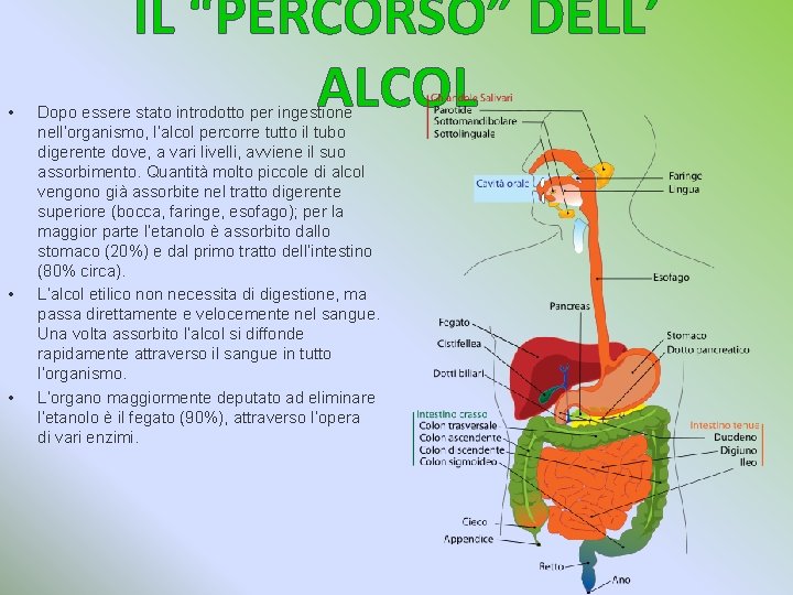  • • • IL “PERCORSO” DELL’ ALCOL Dopo essere stato introdotto per ingestione