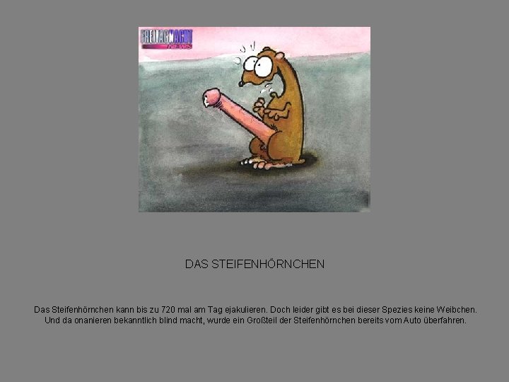 DAS STEIFENHÖRNCHEN Das Steifenhörnchen kann bis zu 720 mal am Tag ejakulieren. Doch leider