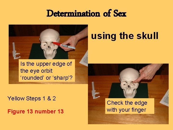 Determination of Sex using the skull Is the upper edge of the eye orbit