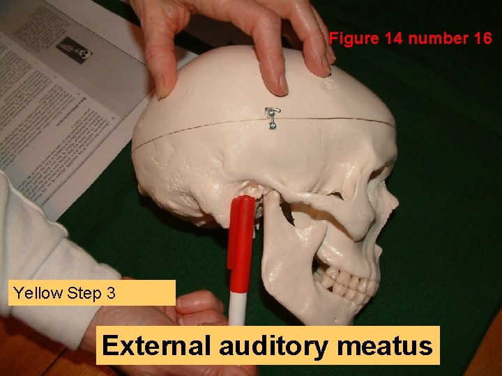 Figure 14 number 16 Yellow Step 3 External auditory meatus 