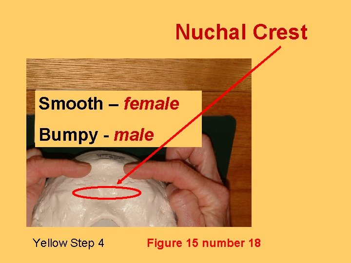 Nuchal Crest Smooth – female Bumpy - male Yellow Step 4 Figure 15 number