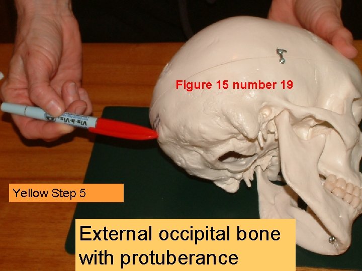 Figure 15 number 19 Yellow Step 5 External occipital bone with protuberance 