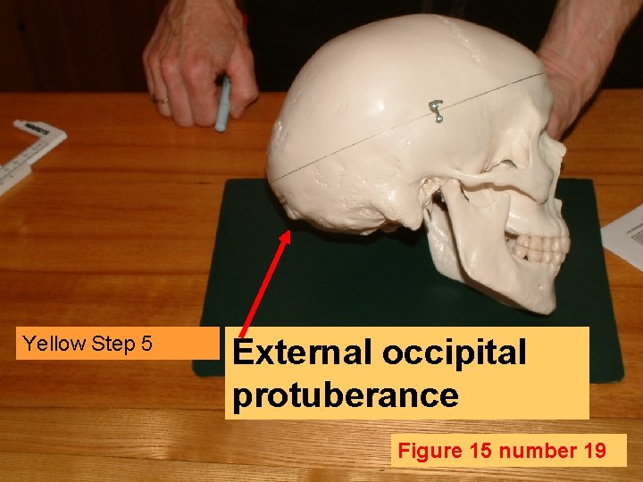 Yellow Step 5 External occipital protuberance Figure 15 number 19 
